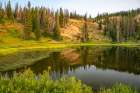 Wyoming, Medicine Bow National Forest. Floating grasses and forest reflection in mountain lake. Art Print